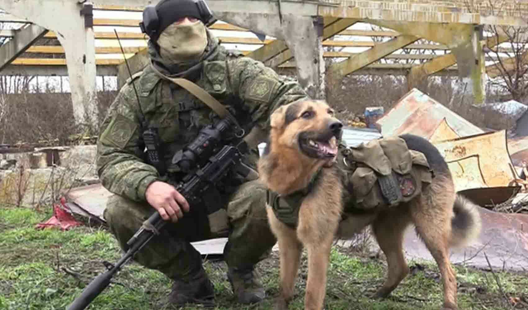 Пёс "Бандит"