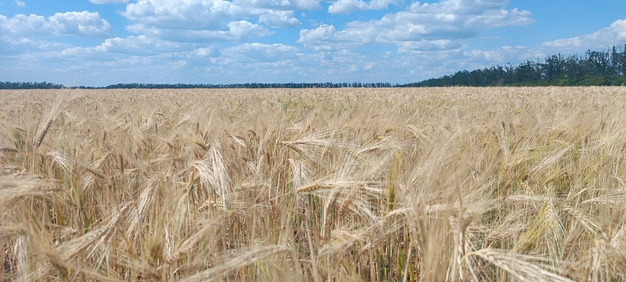 Вредители и болезни не угрожают урожаю